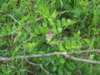 100_1704.jpg